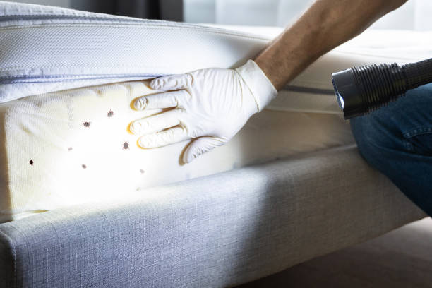 Best Termite Control Services  in Chanhassen, MN