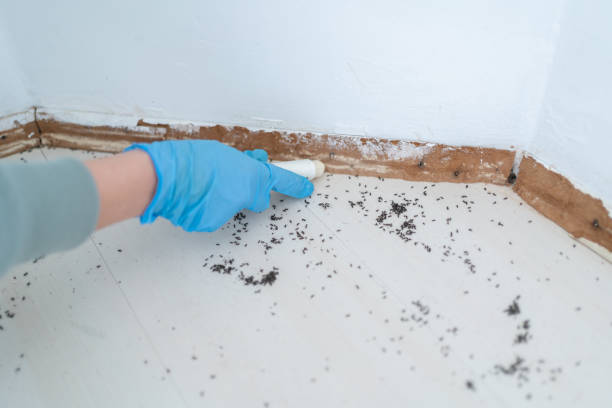 Best Pest Control for Homes  in Chanhassen, MN